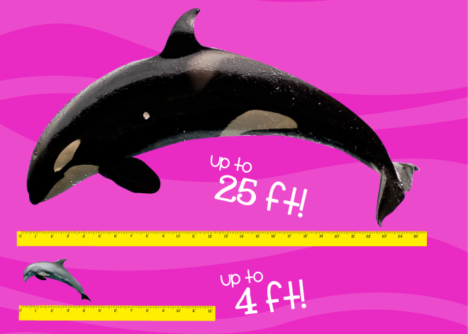 Size of Dolphins Image
